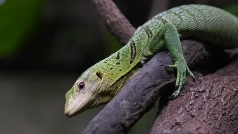Closeup-View-Of-An-Emerald-Tree-Monitor-Resting-On-A-Tree-Branch---Side-View-Medium-Shot