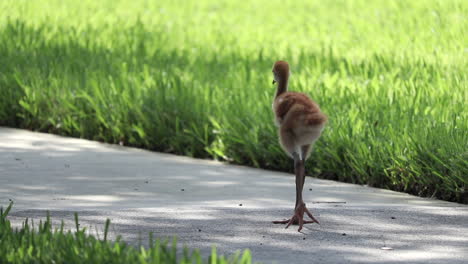 Baby-Sandhill-crane-walking-alone-on-sidewalk