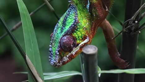 Panther-chameleon--rotating-eyes,-close-up,-macro-shot
