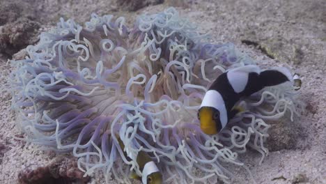 Saddleback-Anemonefish-living-in-a-bleached-anemone-on-Koh-Tao,-Thailand