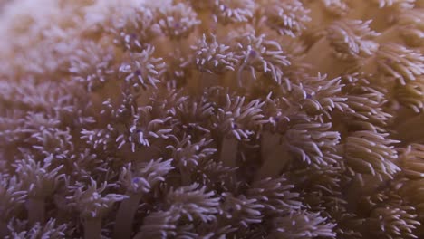 Soft-coral-polyps-close-up-at-Koh-Tao,-Thailand