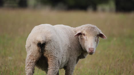 Close-up-of-Sheep-in-paddock