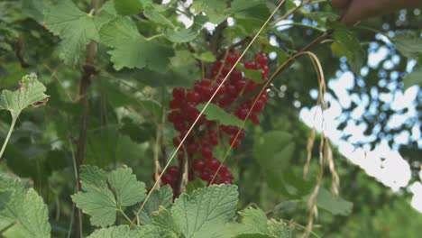 A-Man-Picks-the-Red-Currant-Berries-With-His-Fingers