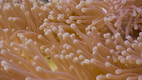Close-up-of-Pink-Anemonefish-swimming-in-Anemone-at-Koh-Tao,-Thailand