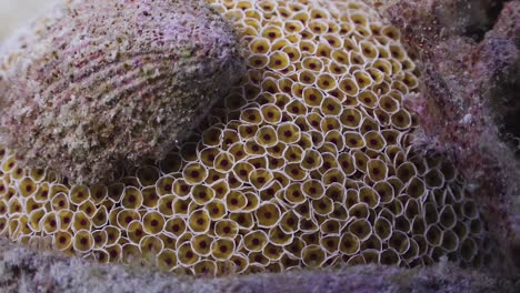 Close-up-of-Flower-Sea-Urchin-with-shell-covering-it,-on-Koh-Tao,-Thailand