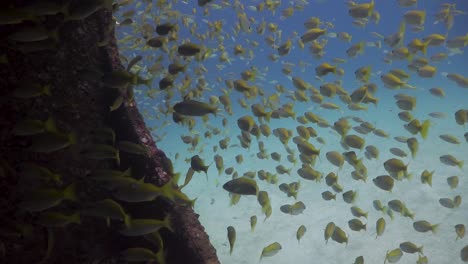 School-of-Yellow-Tail-Snapper-fish-swimming-in-dark-area-of-wreck-underwater-at-Phuket,-Thailand