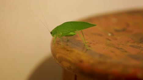 A-Tettigoniidae,-also-known-as-katydids,-or-bush-crickets,-or-esperanca,-jumps,-walks-crawls,-moves-around-the-house