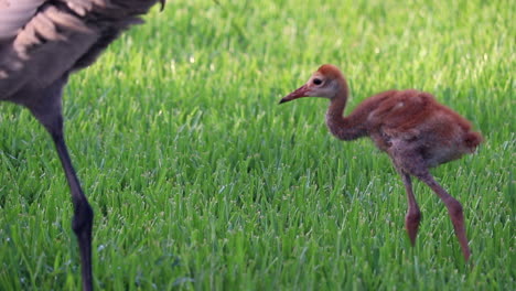 Baby-Sandhill-Crane-feeding-with-mother-in-the-morning