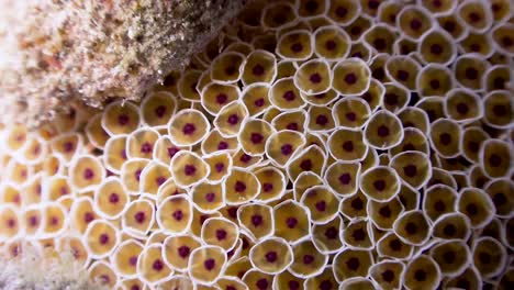 Super-close-up-shot-of-Flower-Sea-Urchin-on-Koh-Tao,-Thailand