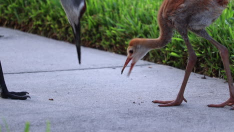 Close-up-of-mother-sandhill-crane-feeding-baby-sandhill-crane