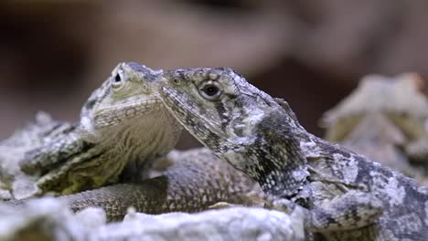 Closeup-View-Of-A-Pair-Of-Frilled-Lizard-Facing-Each-Other---Side-View-Slowmo