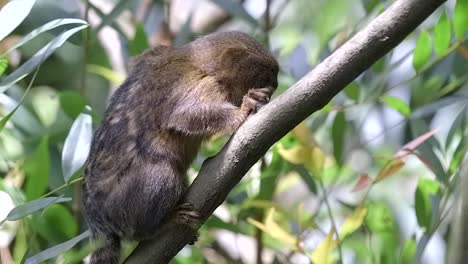 A-Marmoset-Clinging-On-A-Tree-Branch---Slowmo-Full-Body-Side-Shot