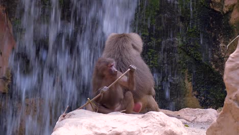 A-Pair-Of-Baboon-Sitting-In-Front-Of-A-Waterfall---Slowmo
