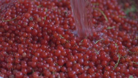 Pouring-Water-On-The-Harvested-Red-Currant-Berry-Harvest