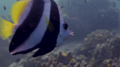Longfin-Bannerfish-De-Cerca-En-Koh-Tao,-Tailandia