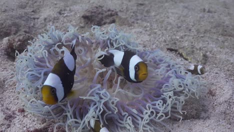 Saddleback-Anemonefish-swimming-in-bleached-anemone-on-Koh-Tao,-Thailand