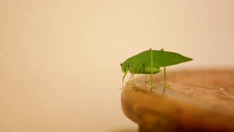 A-Tettigoniidae,-also-known-as-katydids,-or-bush-crickets,-or-esperanca,-jumps,-walks-crawls,-moves-around-the-house-3