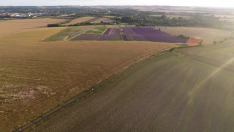 Slowly-flying-away-from-beautiful-bright-purple-lavender-fields-to-reveal-a-stunning-golden-sunset.