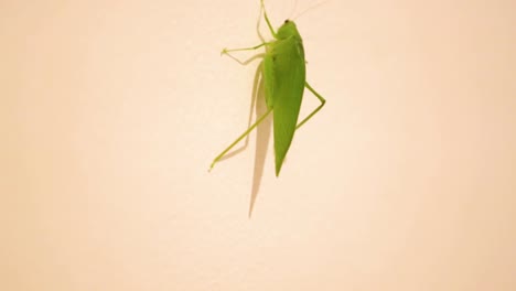 A-Tettigoniidae,-also-known-as-katydids,-or-bush-crickets,-or-esperanca,-jumps,-walks-crawls,-moves-around-the-house-2