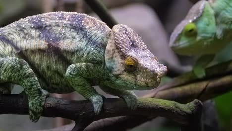 Closeup-View-Of-A-Parson's-Chameleon,-Blurred-Background-With-Another-Chameleon---Sliding-Shot