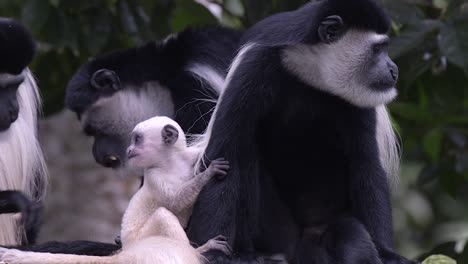 Seltene-Aufnahmen-Eines-Schnappschusses-Eines-Neugeborenen-Schwarz-weißen-Colobus-Affen
