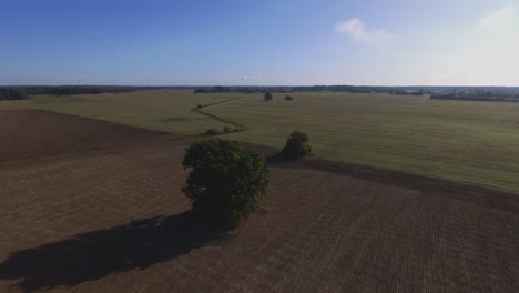 Flight-Forward-Between-Single-Trees-In-Agricultural-Fields-On-A-Sunny-Day