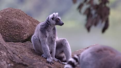 A-ring-tail-lemur-is-sitting-on-a-rock-in-a-forest-communicating-with-others-lemurs