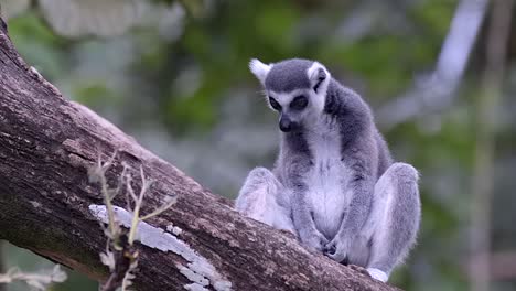 A-ring-tail-lemur-is-sitting-on-a-tree-log-relaxing-and-looking-around