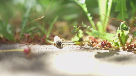 Eine-Schwache-Honigbiene-Liegt-An-Einem-Sonnigen-Tag-Auf-Dem-Rücken-Im-Gras