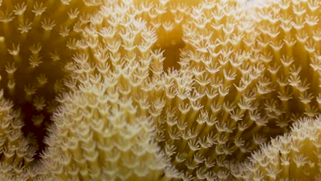 Close-up-shot-of-soft-coral-moving-with-the-water-surge-on-Koh-Tao,Thailand