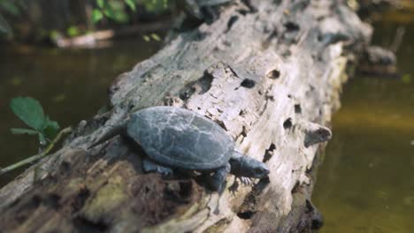 Schildkröte-Springt-Von-Einem-Baumstamm-Ins-Wasser