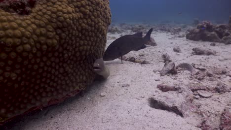 White-Eyed-Moray-Eel-looking-out-from-boulder-coral-facing-camera-with-Grouper-behind,-in-Koh-Tao,-Thailand