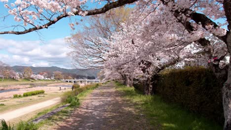 Cherry-blossoms-along-the-Kamo-River