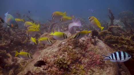 Group-of-Rabbitfish,-Parrotfish-and-Sergeant-Major-fish-grazing-in-Koh-Tao,-Thailand