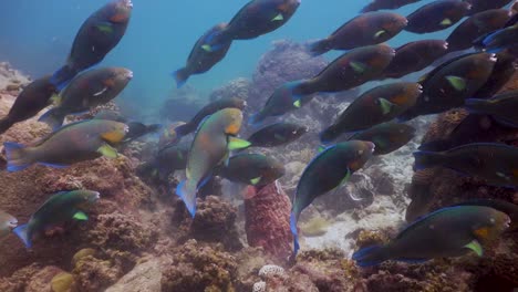 School-of-Parrot-Fish-grazing-over-the-coral-reef-underwater-in-Koh-Tao,-Thailand