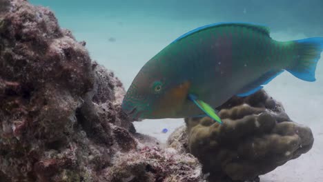 Parrotfish-eating-coral-rock-algae-underwater-on-Koh-Tao,Thailand