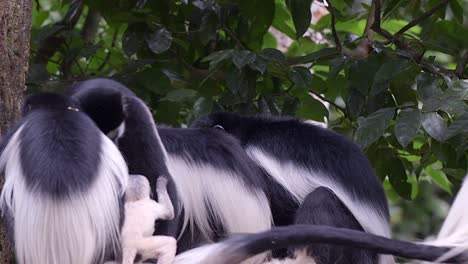 Family-of-black-and-white-colobus-monkey-with-a-newborn-baby-in-the-forest