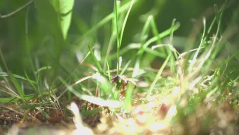 Nahaufnahme-Einer-Bewegungslosen-Honigbiene-Im-Hohen-Gras,-Das-Von-Der-Sommersonne-Beleuchtet-Wird