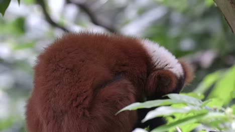 A-red-ruffed-Lemur-is-grooming-itself-on-a-tree-branch