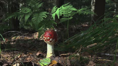 Giftiger-Amanita-Muscaria-Pilz-Im-Wald