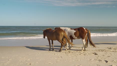 Three-horses-standing-at-the-ocean