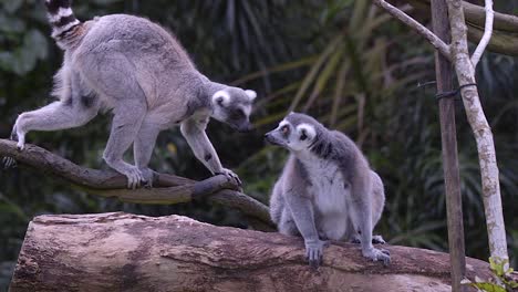 Two-ring-tail-lemur-are-crossing-forest-vines-while-another-look-on-in-a-natural-environment