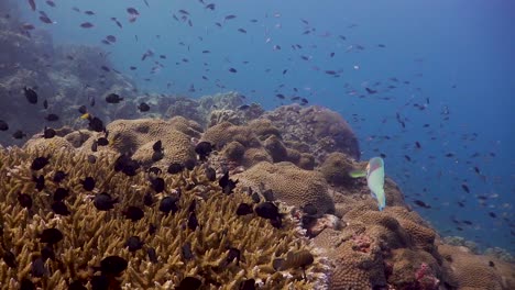 Peces-Pequeños-Nadando-Sobre-Un-Arrecife-De-Coral-Rodado-En-Koh-Tao,-Tailandia