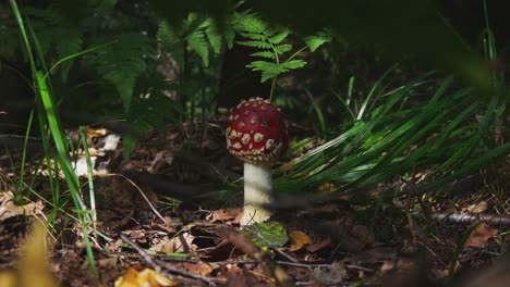 Fliegenpilz-Oder-Amanita-Muscaria-Giftiger-Pilz-Mit-Roter-Kappe-Und-Weißen-Flecken-Im-Wald-1