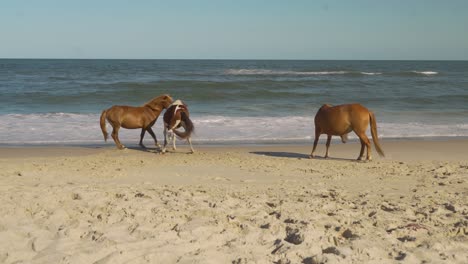 Wilde-Pferde,-Die-Am-Ozean-Spielen
