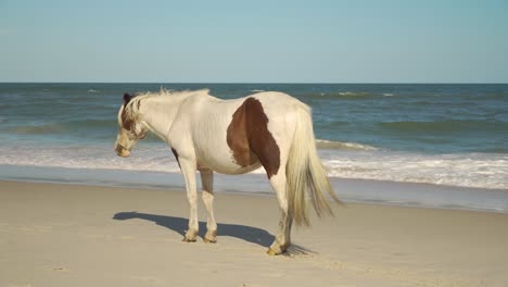 A-wild-horse-standing-on-the-beach
