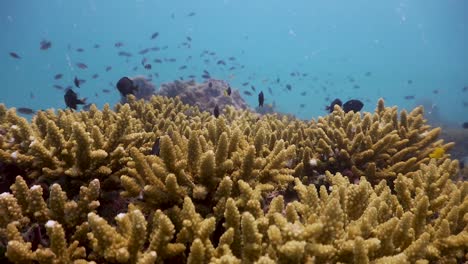 Camera-moves-towards-branching-table-coral-with-damselfish-above-,-in-Koh-Tao,-Thailand