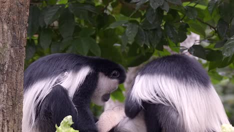 Eine-Familie-Von-Schwarz-weißen-Colobus-Affen-Ruht-Und-Isst-Mit-Seinem-Baby