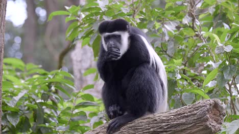 Ein-Einzelner-Schwarz-weißer-Colobus-Affe-Sitzt-Auf-Einem-Baumstamm-Und-Isst-Früchte