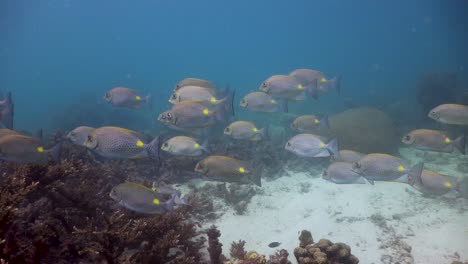 School-of-Rabbitfish-swimming-over-the-coral-reef-in-Koh-Tao,-Thailand